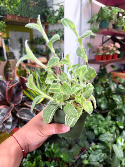 Tradescantia 'Sillamontana Variegated'