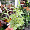Tradescantia 'Sillamontana Variegated'