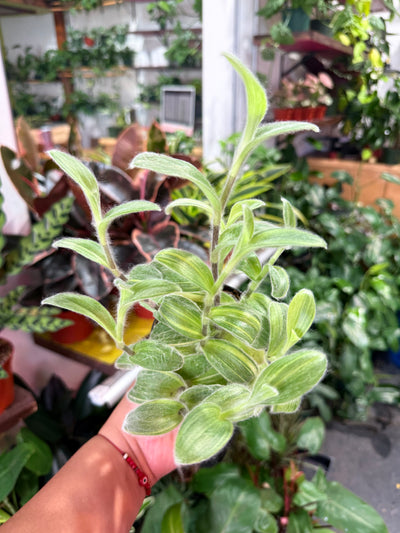 Tradescantia 'Sillamontana Variegated'