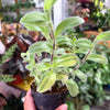 Tradescantia 'Sillamontana Variegated'