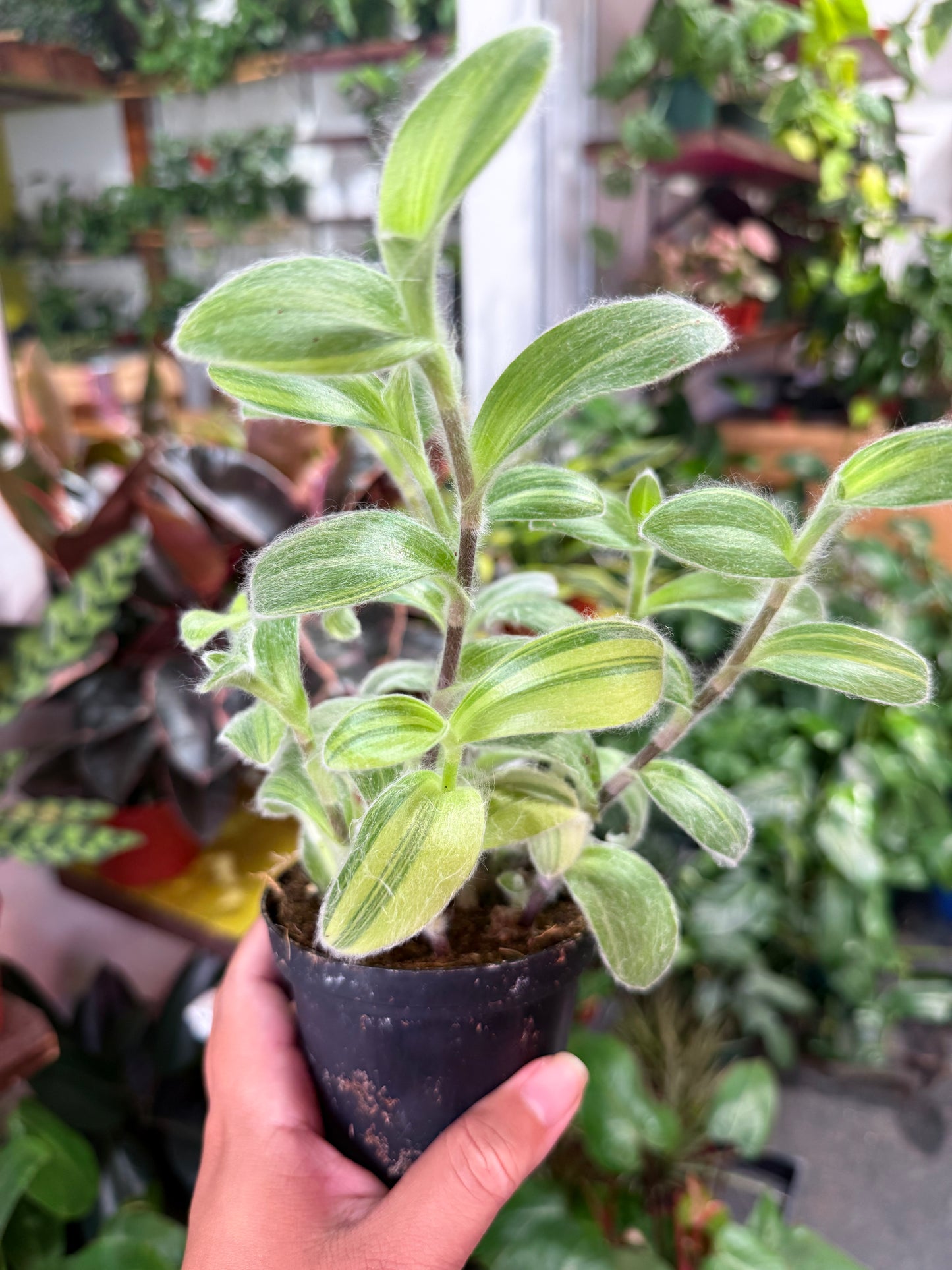 Tradescantia 'Sillamontana Variegated'
