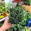 Aloe 'Lace Aristata'