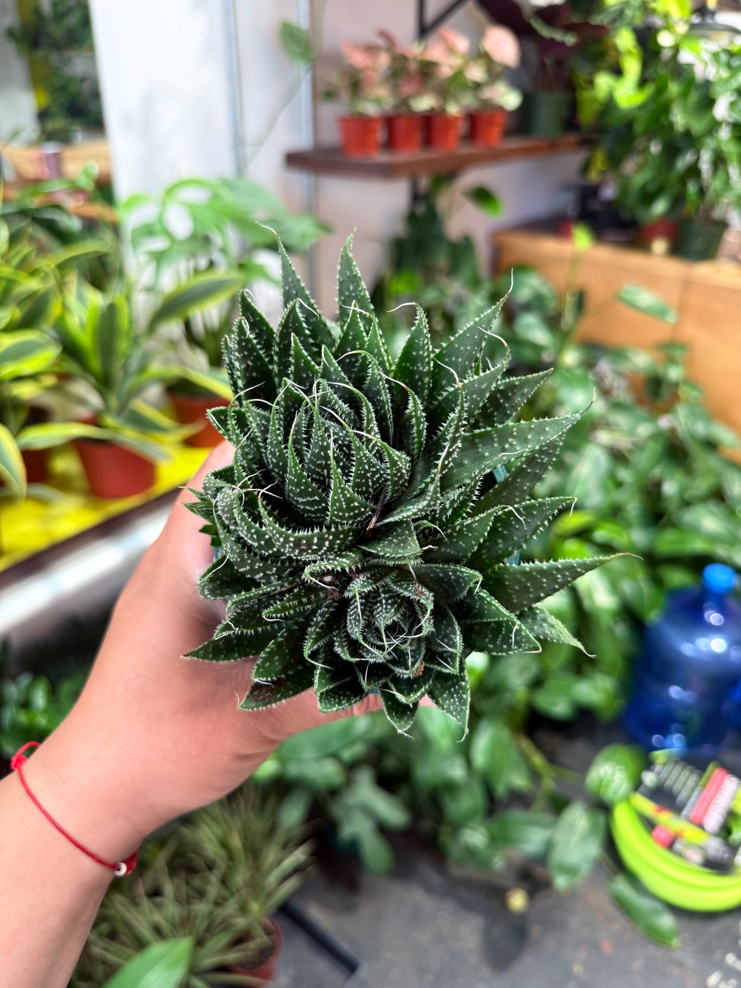 Aloe 'Lace Aristata'