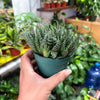 Aloe 'Lace Aristata'