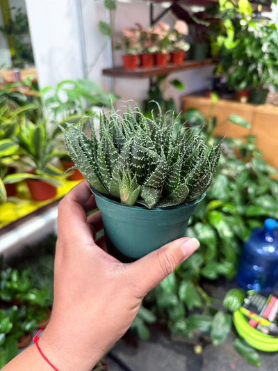 Aloe 'Lace Aristata'