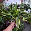 Dracaena 'Lemon Surprise'