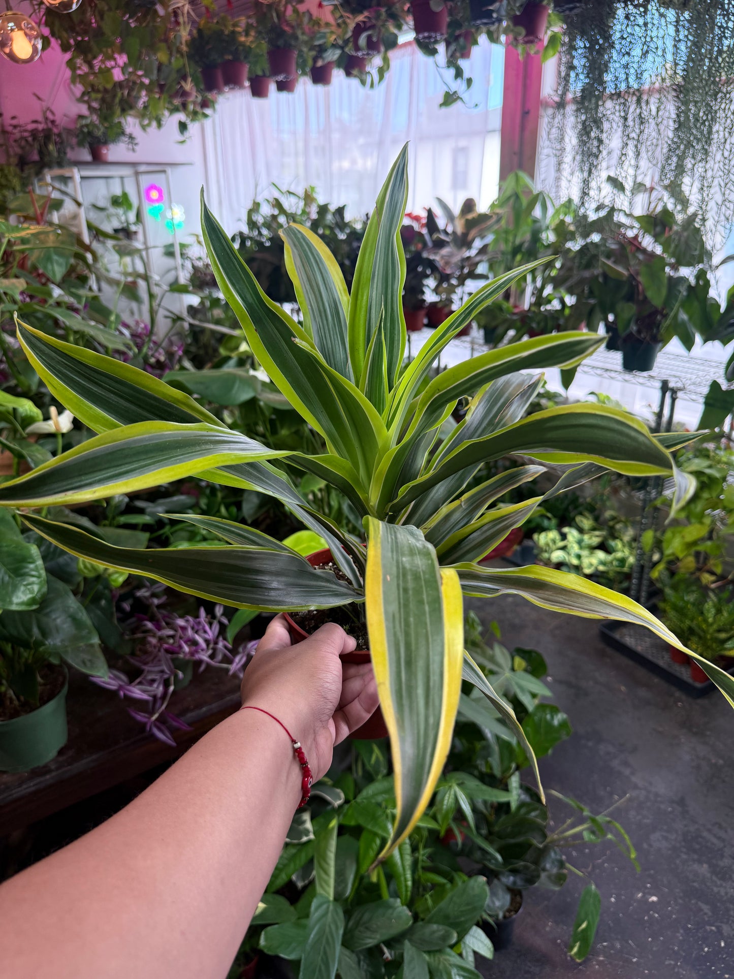 Dracaena 'Lemon Surprise'