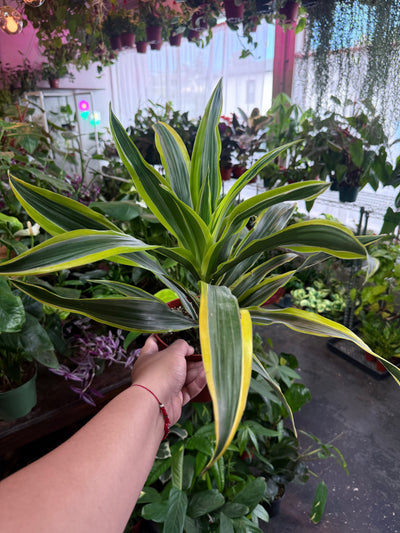 Dracaena 'Lemon Surprise'