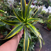 Dracaena 'Lemon Surprise'