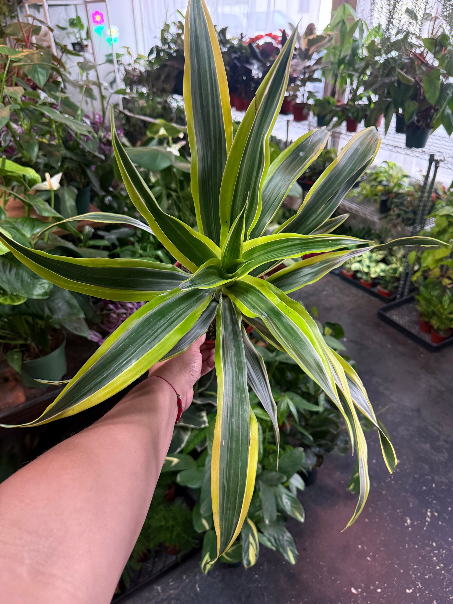 Dracaena 'Lemon Surprise'