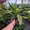 Dracaena 'Lemon Surprise'