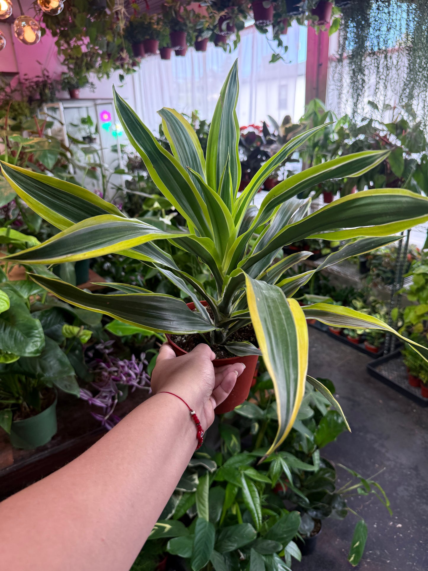 Dracaena 'Lemon Surprise'