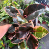 Ficus Elastica 'Ruby'