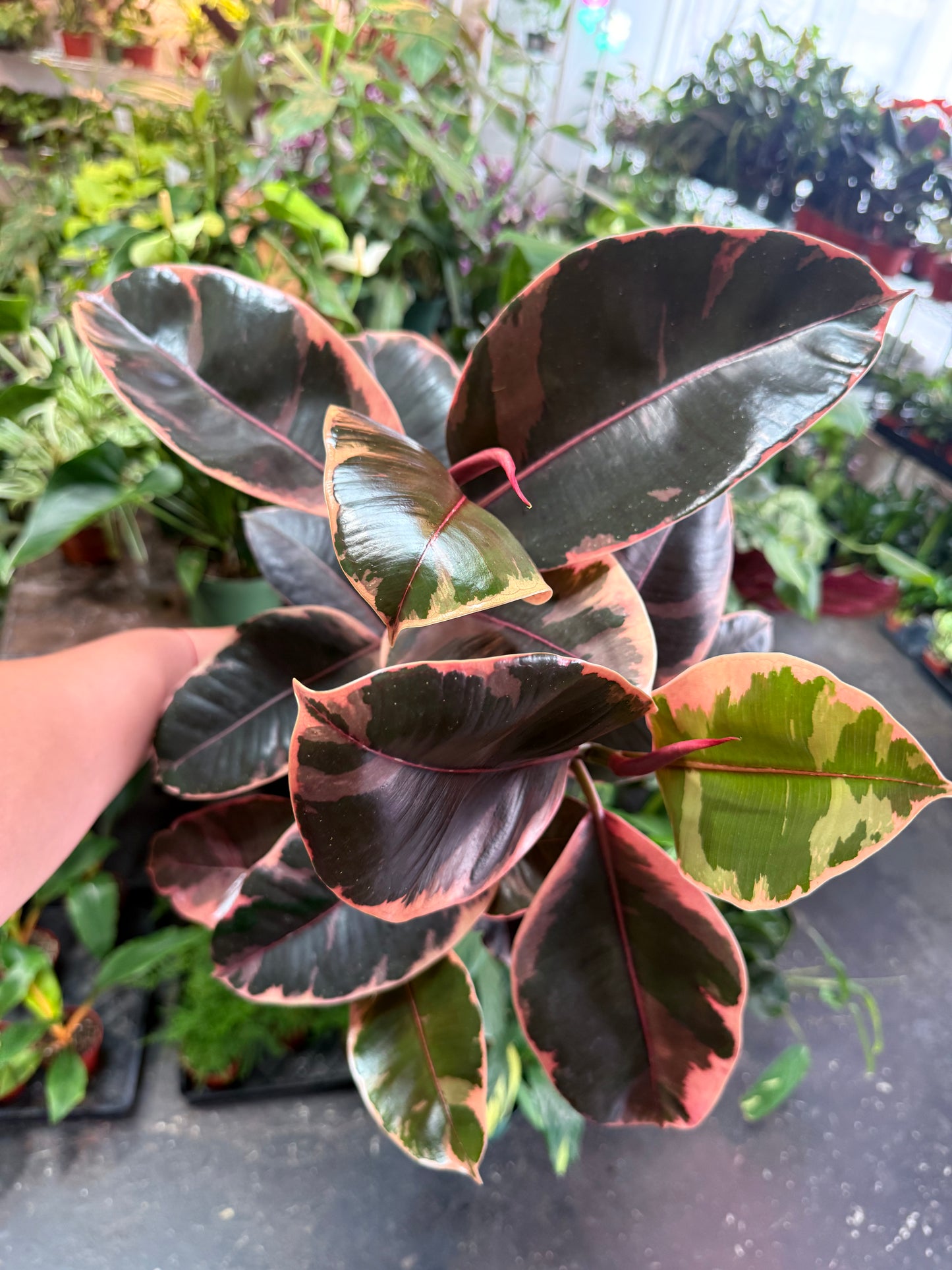 Ficus Elastica 'Ruby'