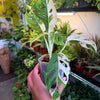 Monstera Adansonii 'Albo'