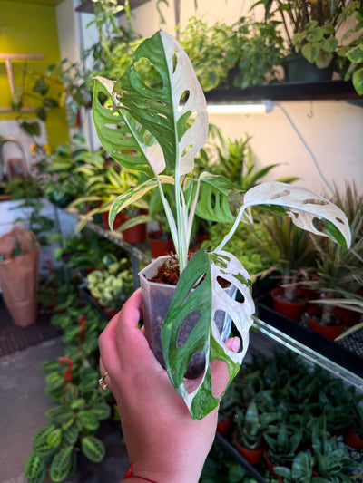 Monstera Adansonii 'Albo'