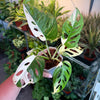 Monstera Adansonii 'Albo'