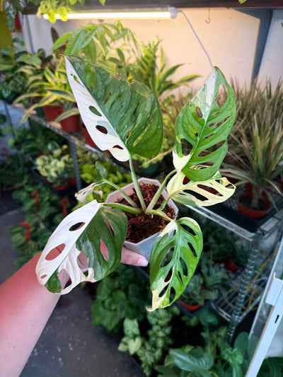 Monstera Adansonii 'Albo'