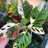 Monstera Adansonii 'Albo'