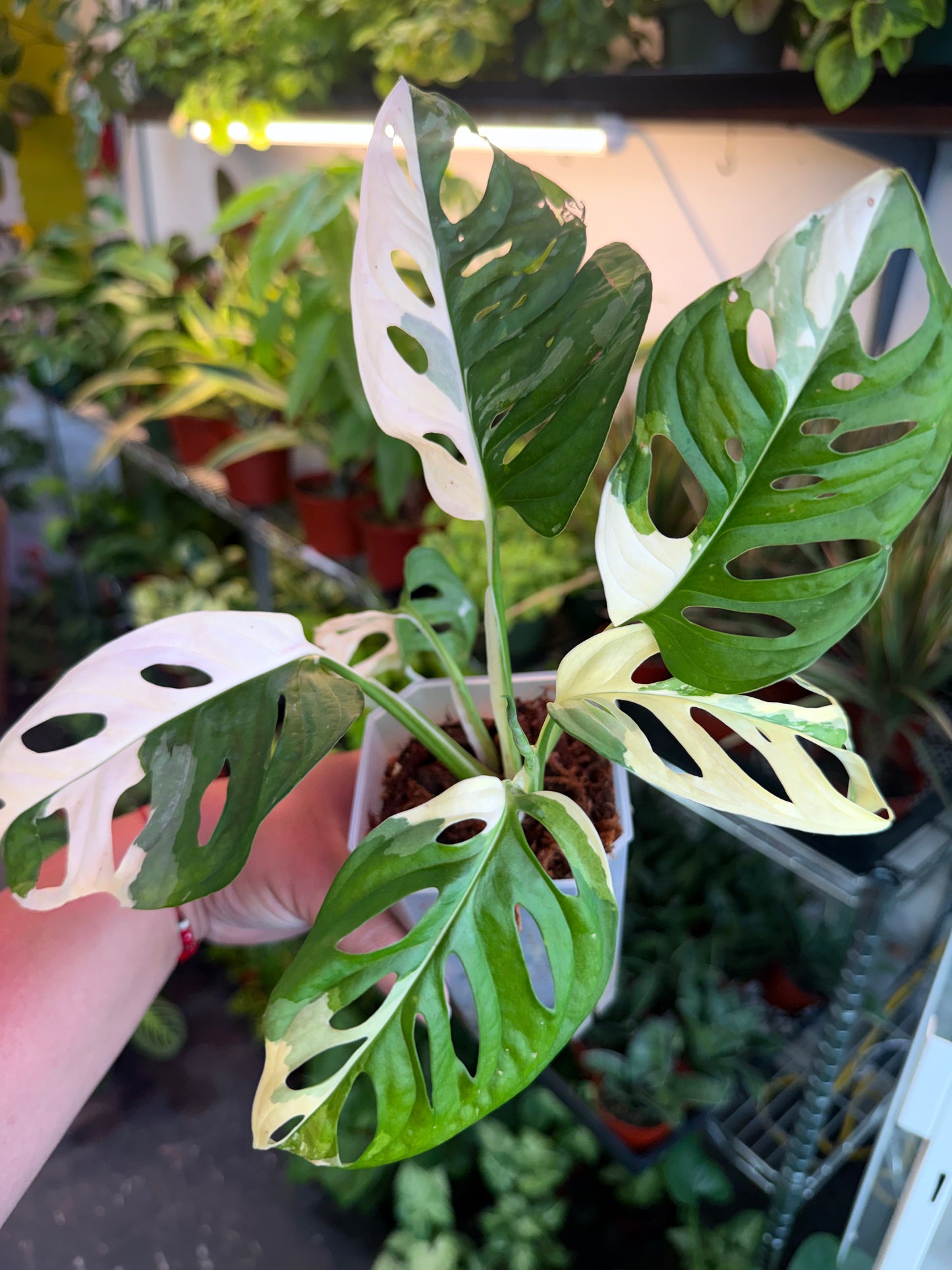 Monstera Adansonii 'Albo'