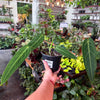 Anthurium 'Warocqueanum' (Queen Anthurium)