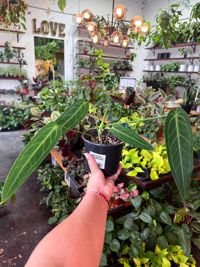 Anthurium 'Warocqueanum' (Queen Anthurium)