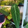 Anthurium 'Warocqueanum' (Queen Anthurium)