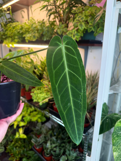 Anthurium 'Warocqueanum' (Queen Anthurium)