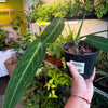 Anthurium 'Warocqueanum' (Queen Anthurium)