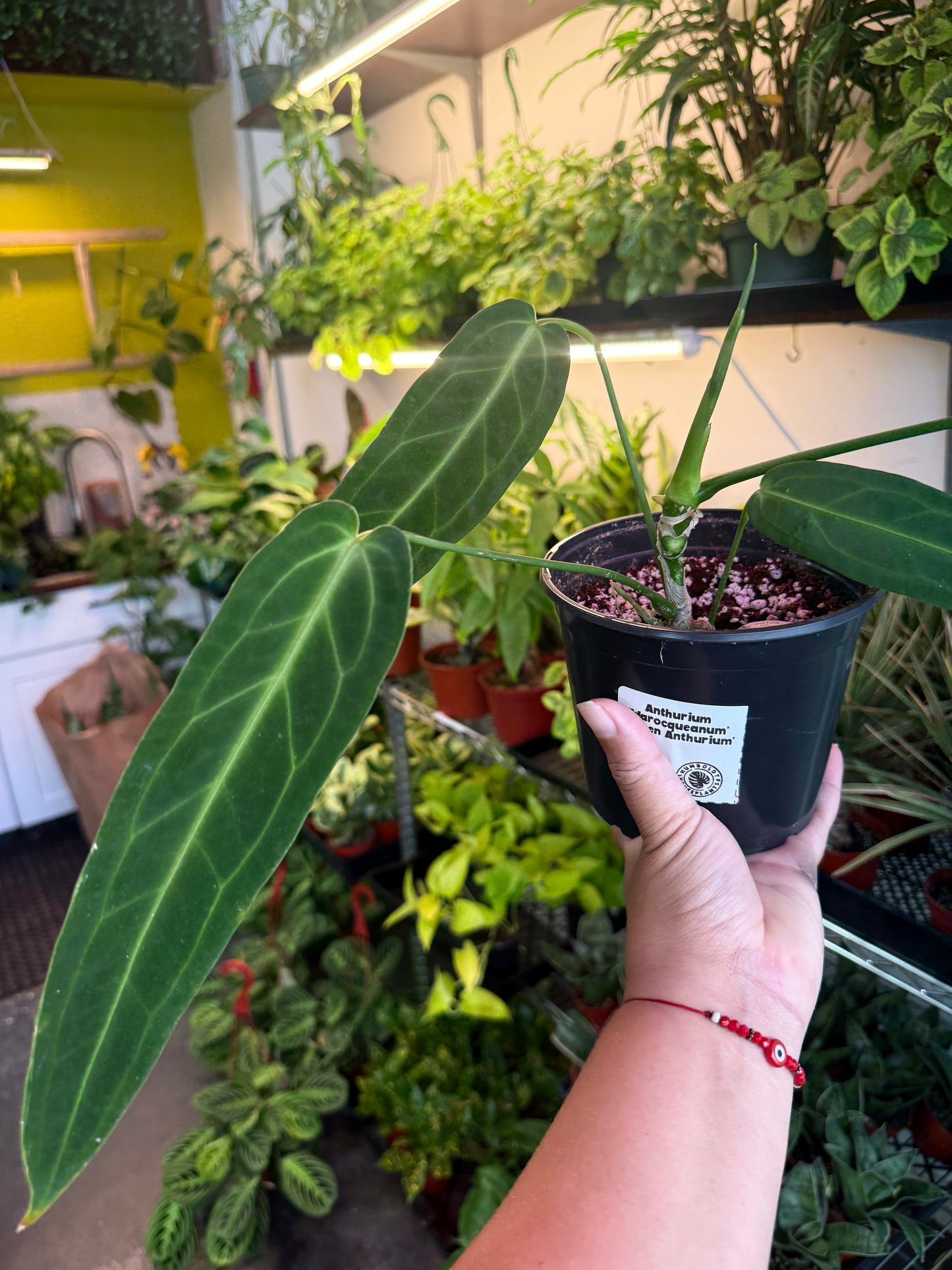 Anthurium 'Warocqueanum' (Queen Anthurium)