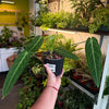 Anthurium 'Warocqueanum' (Queen Anthurium)