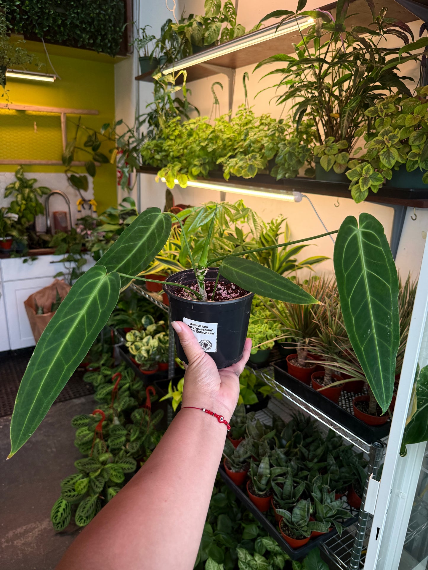Anthurium 'Warocqueanum' (Queen Anthurium)