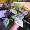 Scindapsus 'Peasun Marble Variegated'