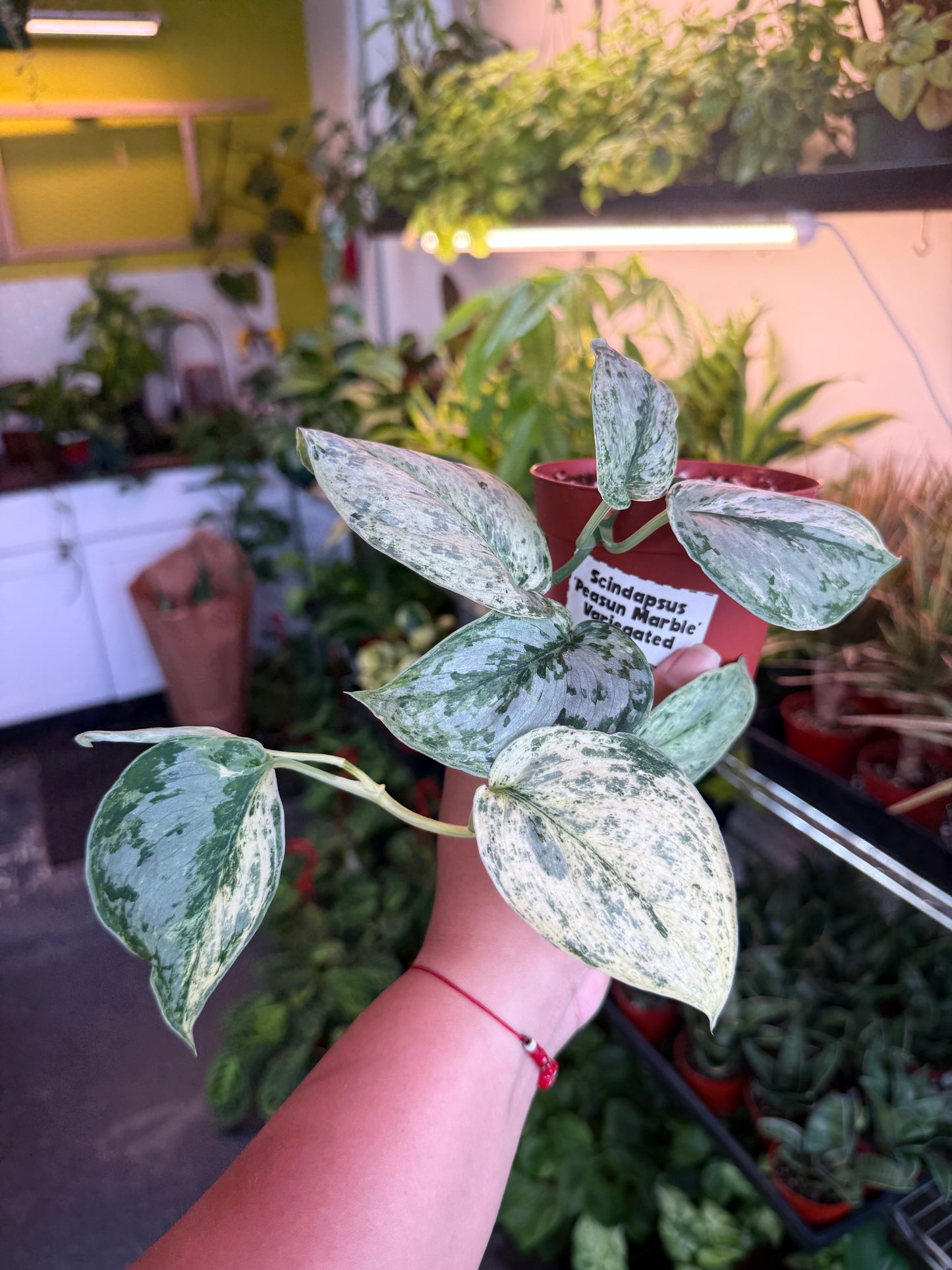 Scindapsus 'Peasun Marble Variegated'