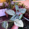 Scindapsus 'Peasun Marble Variegated'