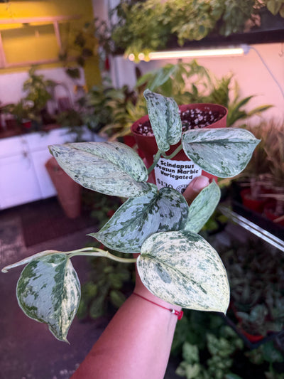 Scindapsus 'Peasun Marble Variegated'