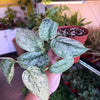 Scindapsus 'Peasun Marble Variegated'