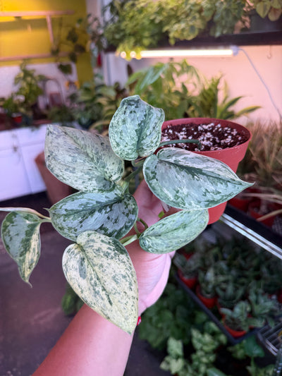 Scindapsus 'Peasun Marble Variegated'