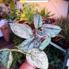 Scindapsus 'Peasun Marble Variegated'