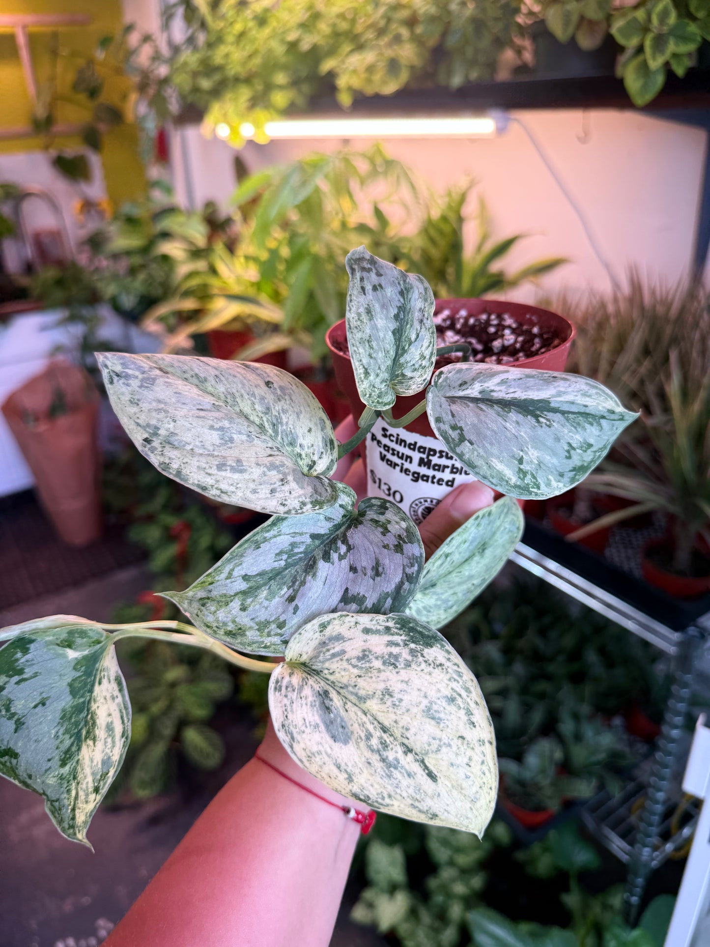 Scindapsus 'Peasun Marble Variegated'