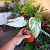 Monstera 'Albo'