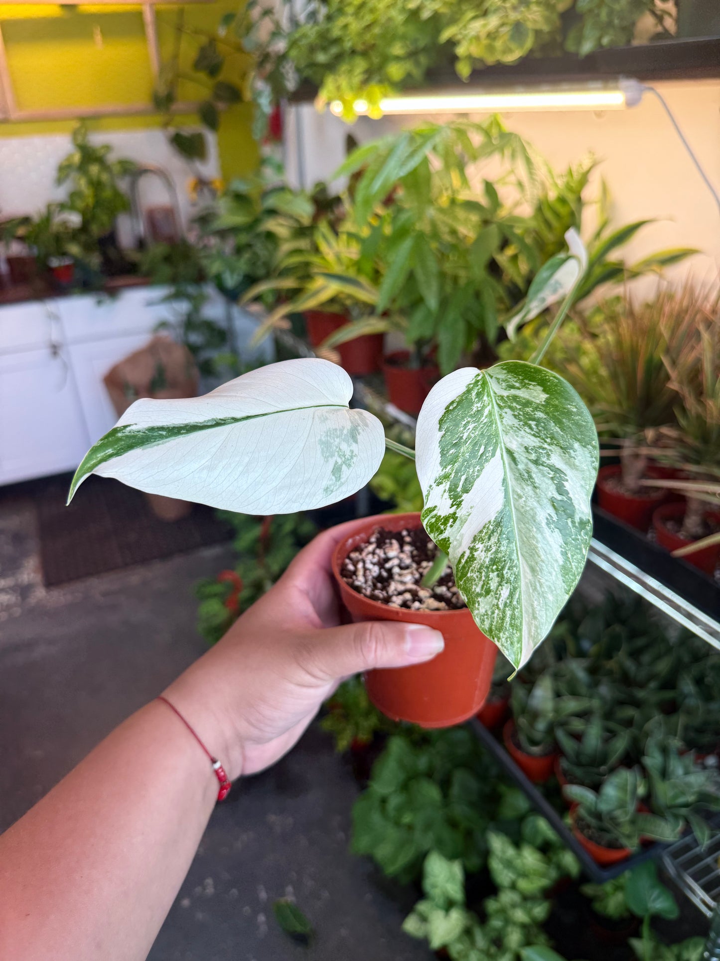 Monstera 'Albo'