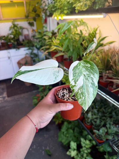 Monstera 'Albo'