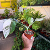 Monstera 'Albo'