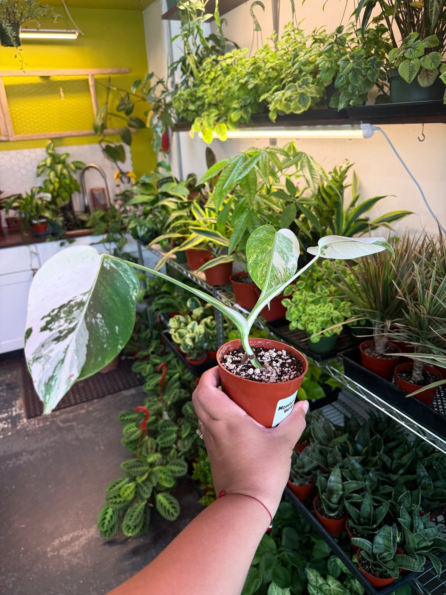 Monstera 'Albo'