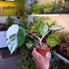 Monstera 'Albo'