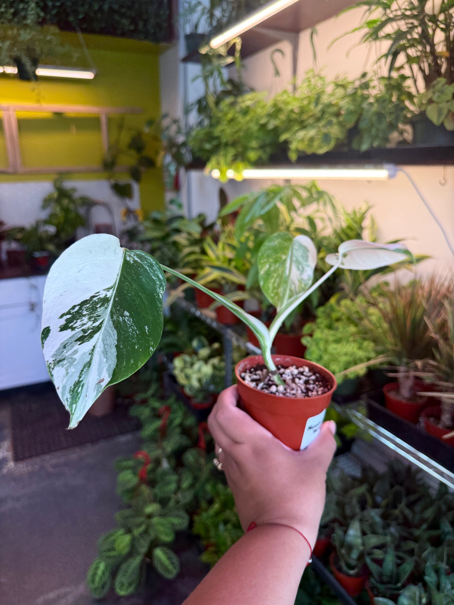Monstera 'Albo'