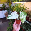 Monstera 'Albo'