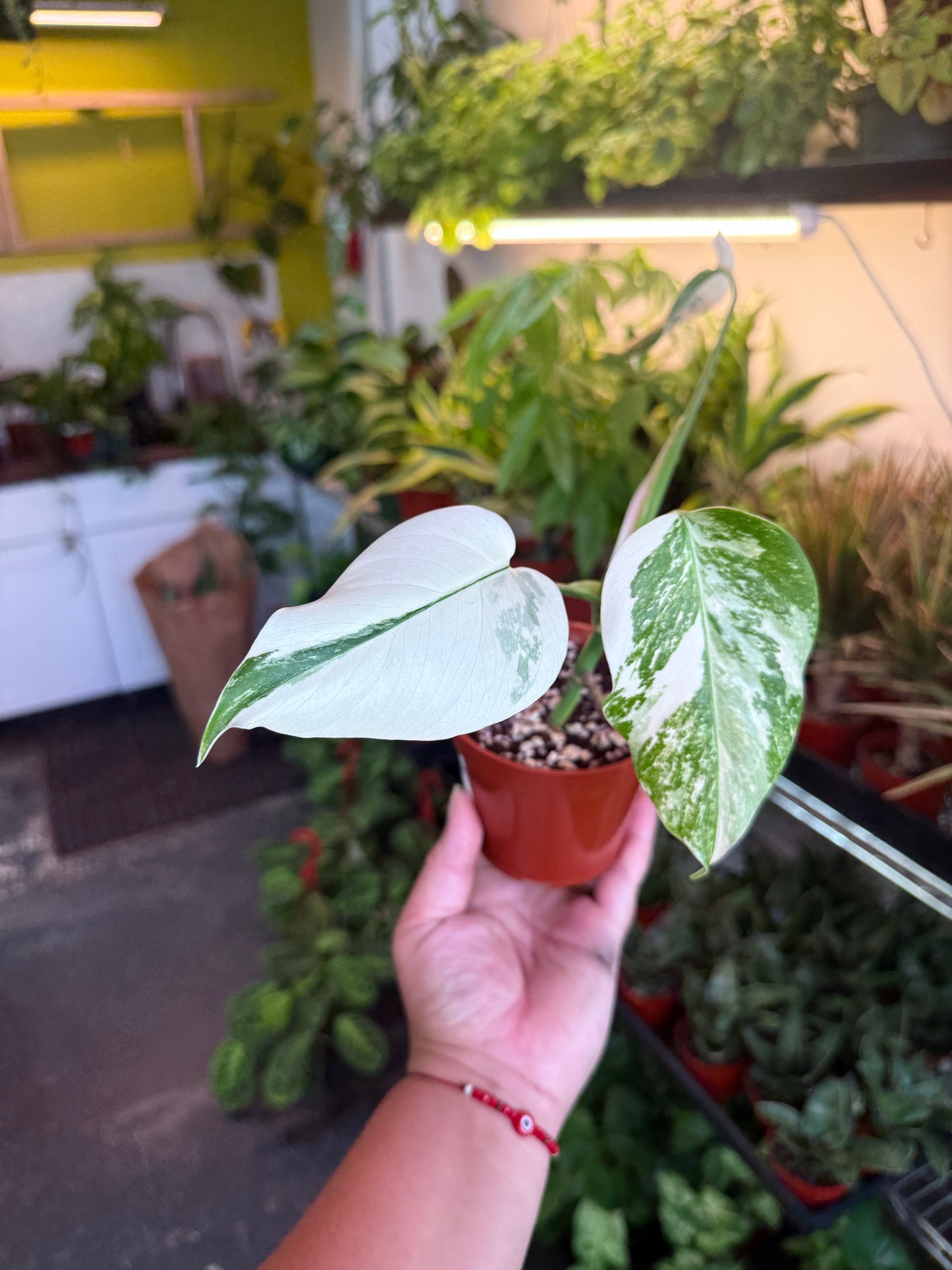 Monstera 'Albo'