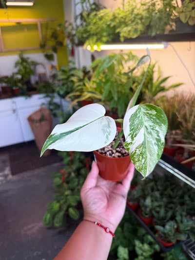 Monstera 'Albo'
